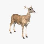 Doe (ANIMATED) 3D Model Online | 3D Model Online