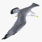 Birds 3D Model Online