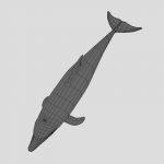 Dolphin 3D Model Online