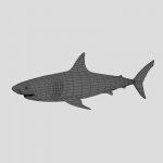 Great White Shark 3D Model Online