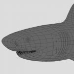 Great White Shark 3D Model Online