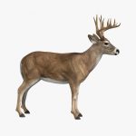 Deer (ANIMATED) 3D Model Online | 3D Model Online