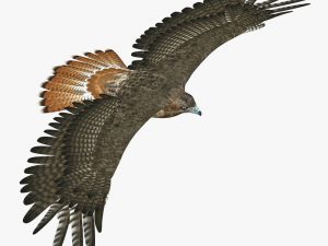 Hawk 3D Model Online | 3D Model Online