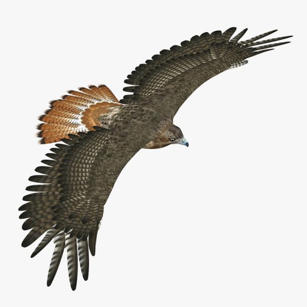 Hawk 3D Model Online | 3D Model Online