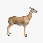Doe (ANIMATED) 3D Model Online | 3D Model Online
