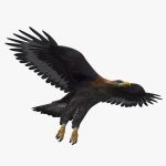 Golden Eagle (ANIMATED) 3D Model Online | 3D Model Online
