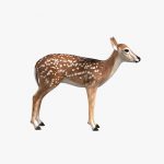 Fawn (ANIMATED) 3D Model Online | 3D Model Online