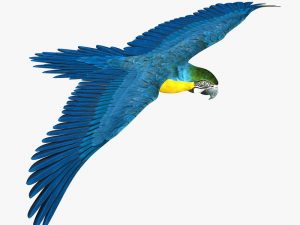 Macaw (ANIMATED) 3D Model Online