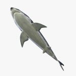 Great White Shark 3D Model Online