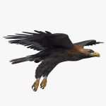 Golden Eagle (ANIMATED) 3D Model Online | 3D Model Online