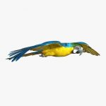 Macaw (ANIMATED) 3D Model Online
