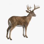 Deer (ANIMATED) 3D Model Online | 3D Model Online