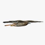Hawk 3D Model Online | 3D Model Online