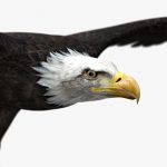 American Bald Eagle (ANIMATED) 3D Model Online | 3D Model Online