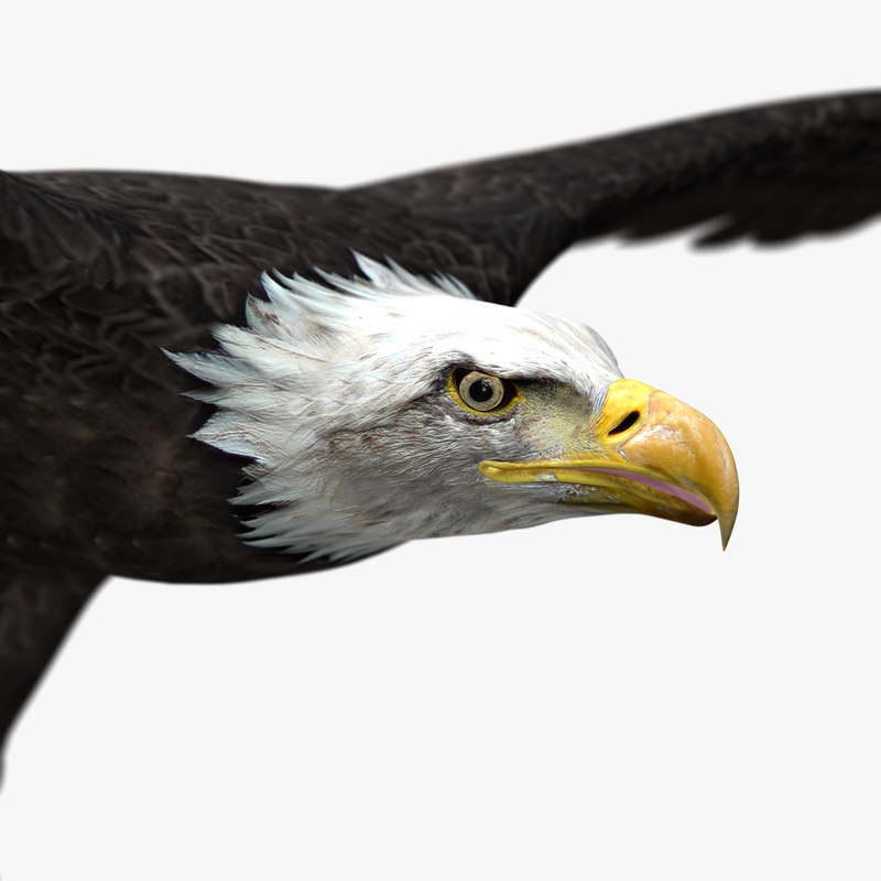 Buy American Bald Eagle (ANIMATED) 3D Model Online | Massimo Righi Buy American Bald Eagle (ANIMATED) 3D Model Online | Massimo Righi