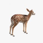 Fawn (ANIMATED) 3D Model Online | 3D Model Online