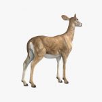 Doe (ANIMATED) 3D Model Online | 3D Model Online