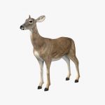Doe (ANIMATED) 3D Model Online | 3D Model Online