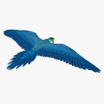 Macaw (ANIMATED) 3D Model Online