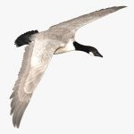 Birds 3D Model Online