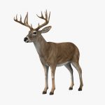 Deer (ANIMATED) 3D Model Online | 3D Model Online
