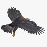 Golden Eagle (ANIMATED) 3D Model Online | 3D Model Online