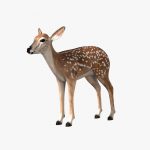 Fawn (ANIMATED) 3D Model Online | 3D Model Online
