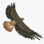 Hawk 3D Model Online | 3D Model Online
