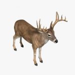 Deer (ANIMATED) 3D Model Online | 3D Model Online