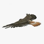 Hawk 3D Model Online | 3D Model Online