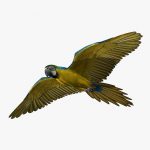 Macaw (ANIMATED) 3D Model Online