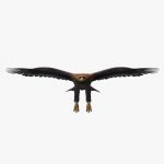 Golden Eagle (ANIMATED) 3D Model Online | 3D Model Online