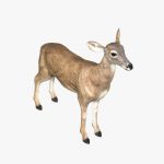 Doe (ANIMATED) 3D Model Online | 3D Model Online