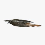 Hawk 3D Model Online | 3D Model Online