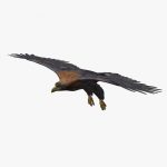 Golden Eagle (ANIMATED) 3D Model Online | 3D Model Online