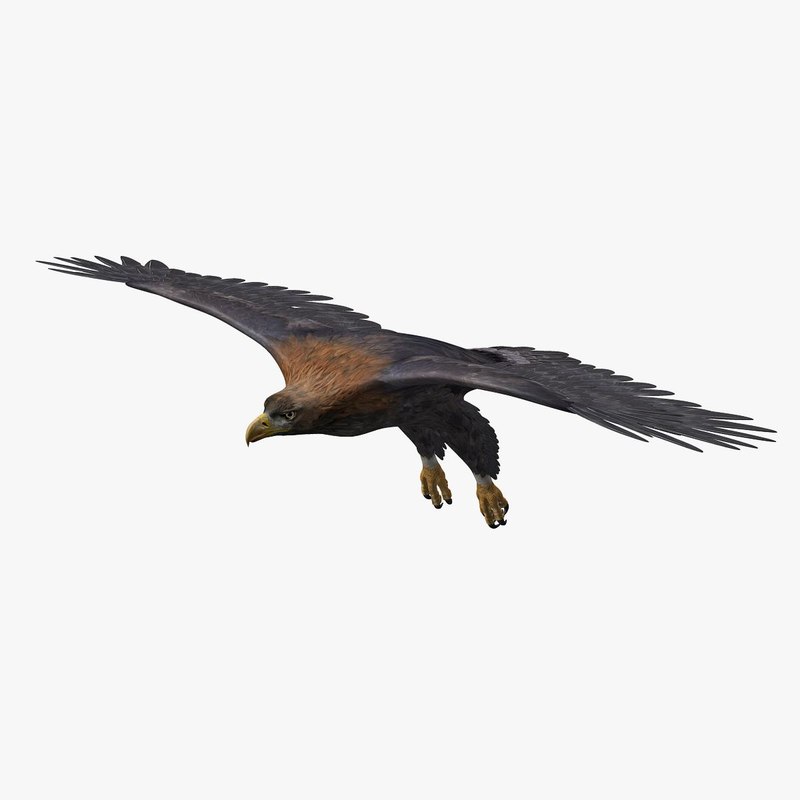 Golden Eagle Animated