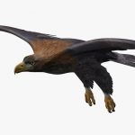Golden Eagle (ANIMATED) 3D Model Online | 3D Model Online