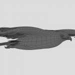 Hawk 3D Model Online | 3D Model Online