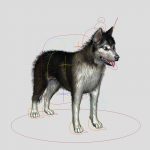 Siberian Husky 3D Model Online | 3D Model Online