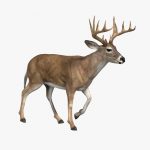 Deer (ANIMATED) 3D Model Online | 3D Model Online