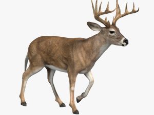 Deer (ANIMATED) 3D Model Online | 3D Model Online