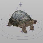 Tortoise 3D Model Online | 3D Model Online