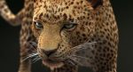 Leopard 3D Model Online | 3D Model Online