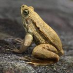 Green Frog 3D Model Online | 3D Model Online