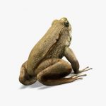 Green Frog 3D Model Online | 3D Model Online