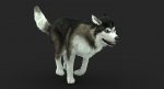 Siberian Husky 3D Model Online | 3D Model Online