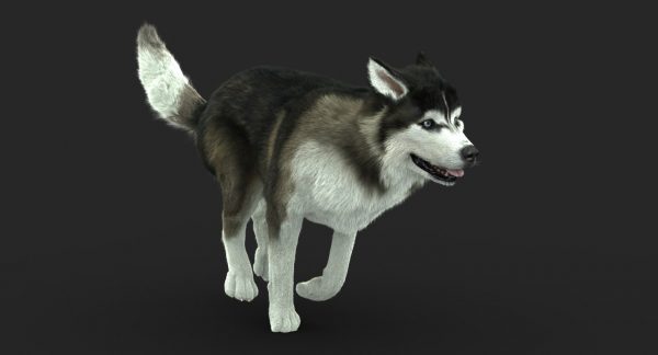 Buy SIBERIAN HUSKY (FUR) (ANIMATED) 3D Models Online