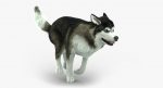 Siberian Husky 3D Model Online | 3D Model Online