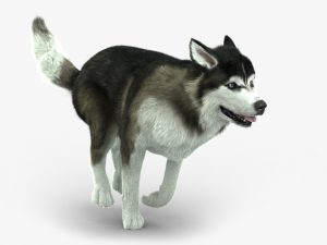 Siberian Husky 3D Model Online | 3D Model Online