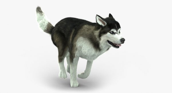 Buy siberian husky sales online